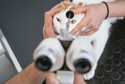 Midsection of person holding cat