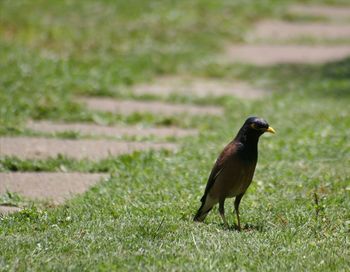 Bird on field