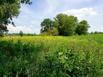 Scenic view of field against sky