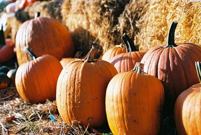 Close-up of pumpkins on field during autumn