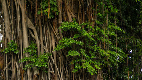 Close-up of palm trees in forest