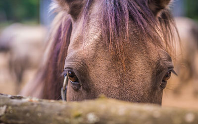 Close-up of a horse