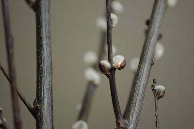 Close-up of plant during winter
