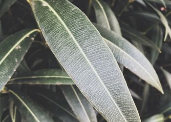 Close-up of plant