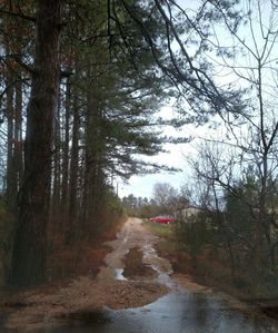 Road passing through forest