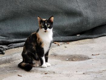 Portrait of cat sitting on sofa