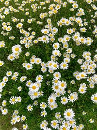 High angle view of white daisy flowers on field