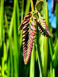 Close-up of red leaf on plant