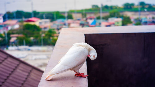 Close-up of bird perching on retaining wall