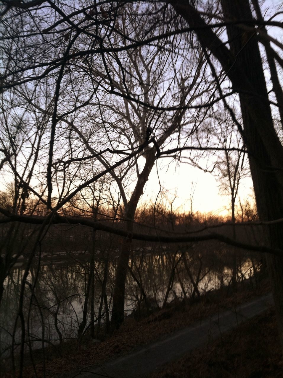 bare tree, sunset, tree, silhouette, branch, tranquility, sun, sky, nature, tranquil scene, scenics, sunlight, beauty in nature, orange color, no people, landscape, non-urban scene, reflection, outdoors, tree trunk