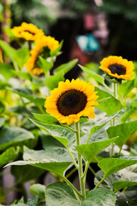 Sunflowers blooming in the evening.