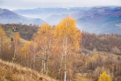 Scenic view of trees and mountains during autumn