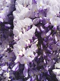 Close-up of purple flowers