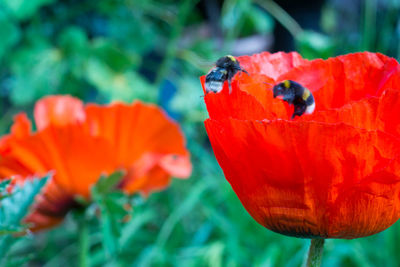 Close-up of ladybug on red poppy