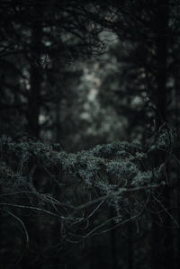 Close-up of tree growing in forest