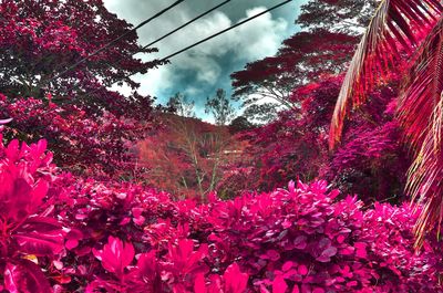 Low angle view of pink flowering plant against sky