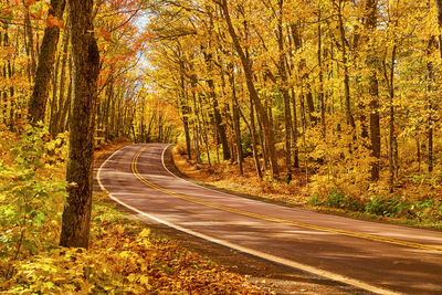 Country road amidst trees in forest during autumn