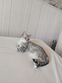 High angle view of cat sleeping on bed