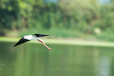 Bird flying over lake
