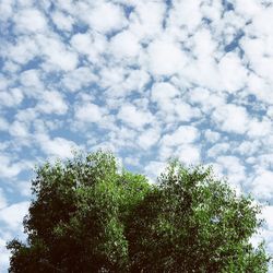 Low angle view of tree against sky