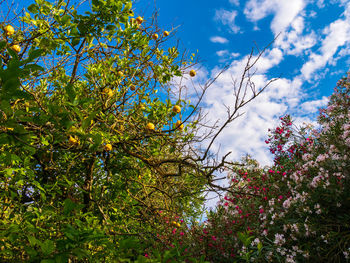 Low angle view of trees against blue sky