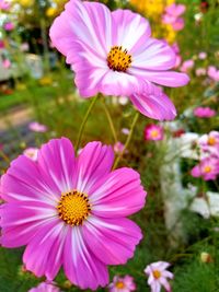 Close-up of cosmos blooming outdoors