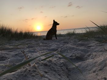 Dog on beach during sunset