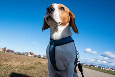 Dog looking away while standing on land