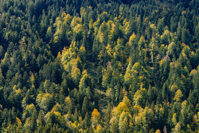 High angle view of pine trees in forest