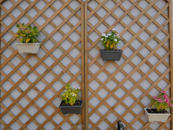 Potted plants on window sill