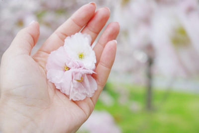 Close-up of hand holding white flower