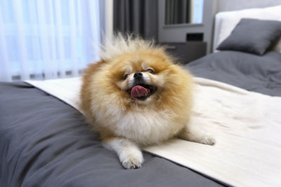 Pomeranian fluffy puppy looks like a small bear on a grey sofa. cute spitz.
