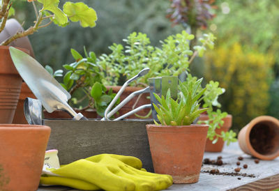 Close-up of potted plant on table