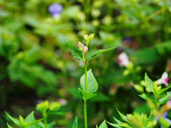 Close-up of plant growing outdoors