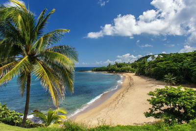 Palm trees on beach against sky