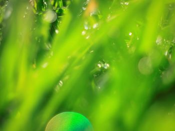 Full frame shot of fresh green plants