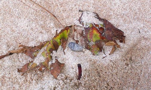 Close-up of leaves