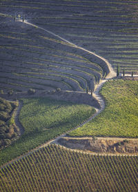 High angle view of agricultural field