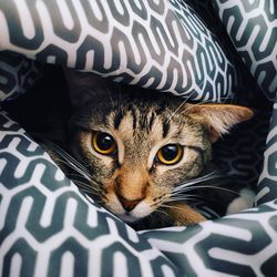 Close-up portrait of a cat on bed