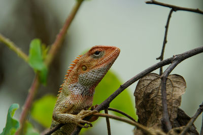 Close-up of a lizard on branch