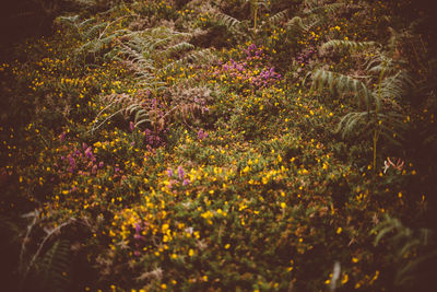 Close-up of yellow flowering plant on field