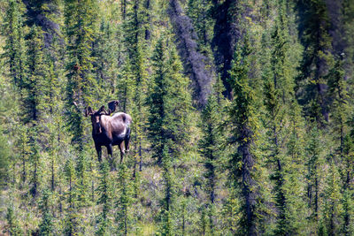 Deer standing in forest