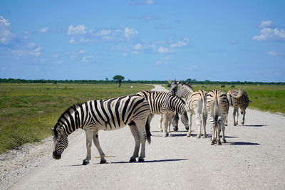 Zebra standing on field against sky