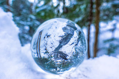 Close-up of snow on tree