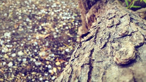 Close-up of tree trunk