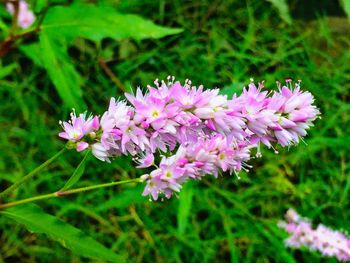 Close-up of pink flowers