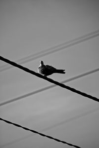 Low angle view of bird perching on cable against sky