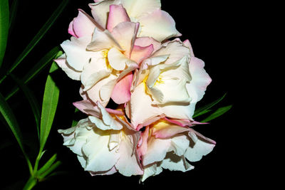 Close-up of rose blooming against black background