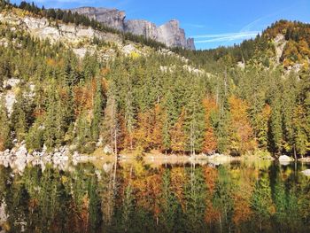 Scenic view of lake in forest