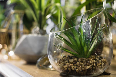 Close-up of plants in glass on table